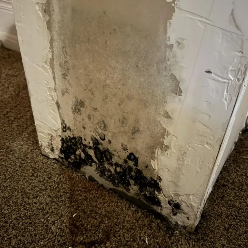 Professional Mold Removal in Maud, TX